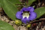 Aptosimum decumbens