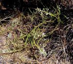 Jamesbrittenia albobadia