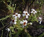 Jamesbrittenia albobadia