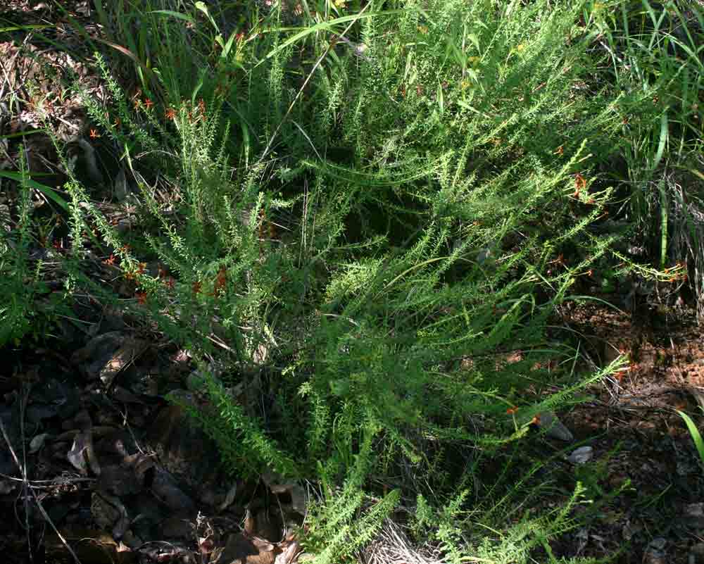 Jamesbrittenia huillana