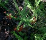 Jamesbrittenia huillana