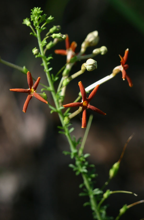 Jamesbrittenia huillana