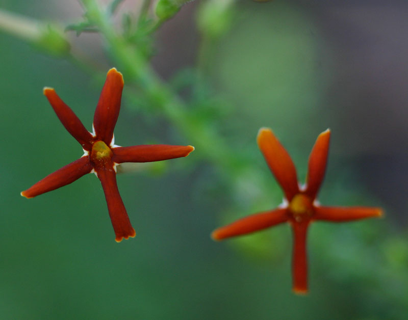 Jamesbrittenia huillana