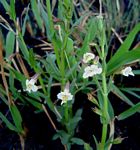 Mimulus gracilis