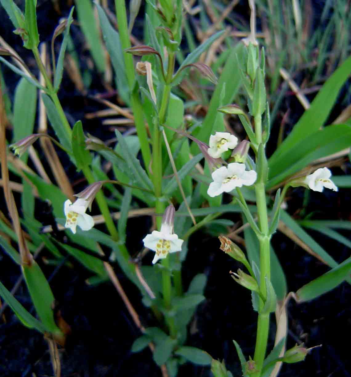 Mimulus gracilis Mimulus gracilis
