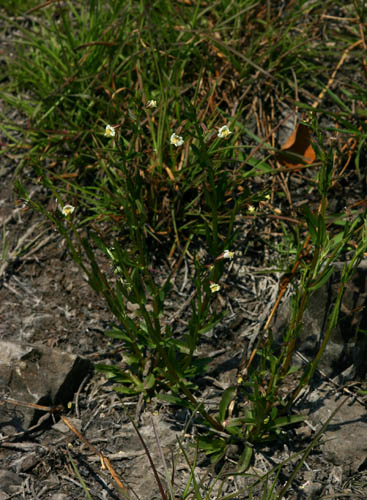 Mimulus gracilis