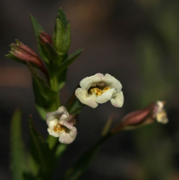 Mimulus gracilis