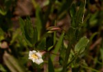 Mimulus gracilis