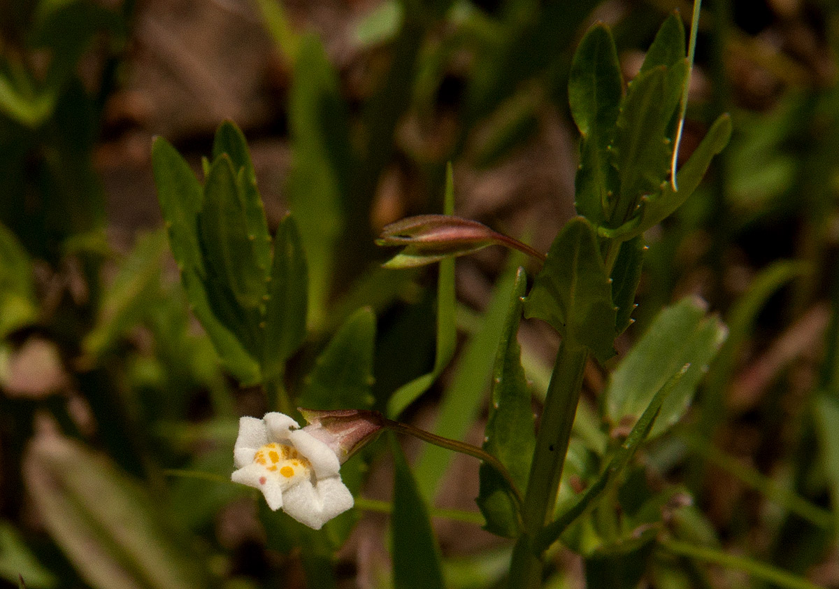 Mimulus gracilis