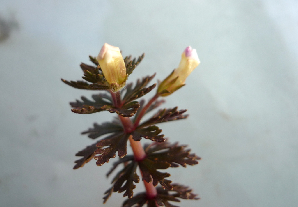 Limnophila ceratophylloides