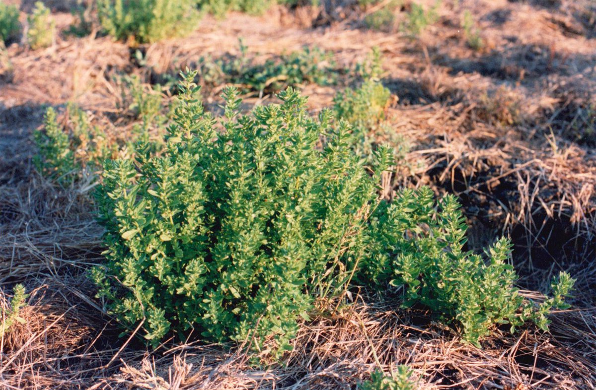 Stemodia serrata Stemodia serrata
