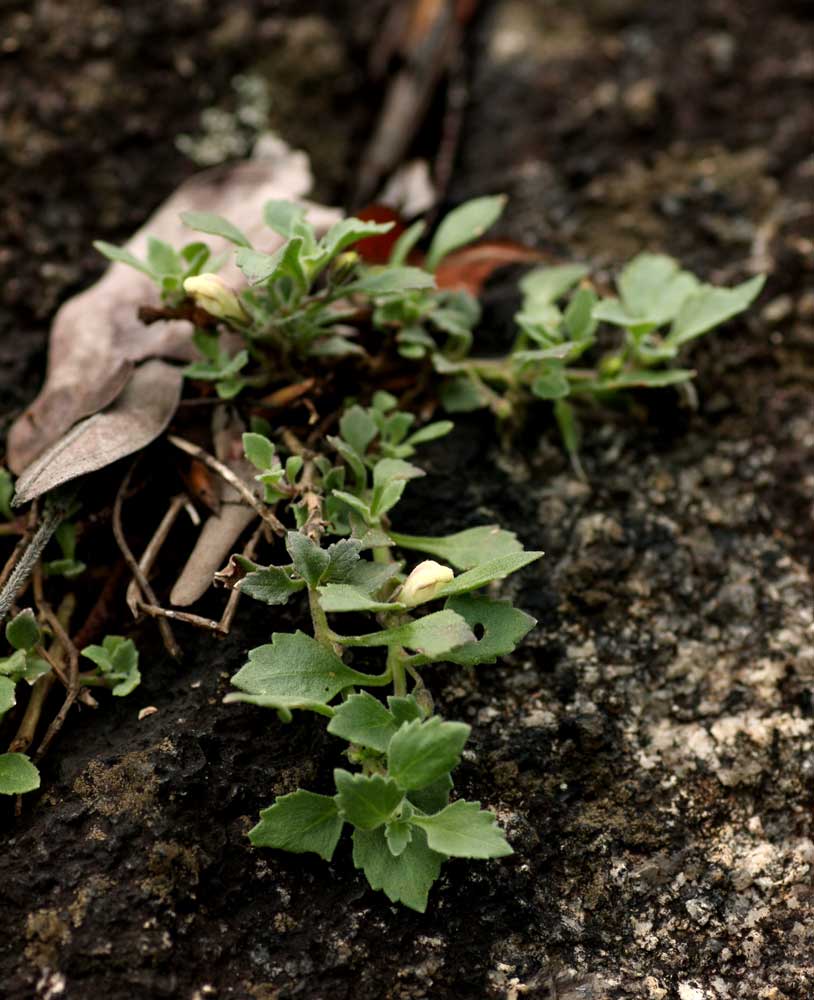 Stemodiopsis rivae Stemodiopsis rivae