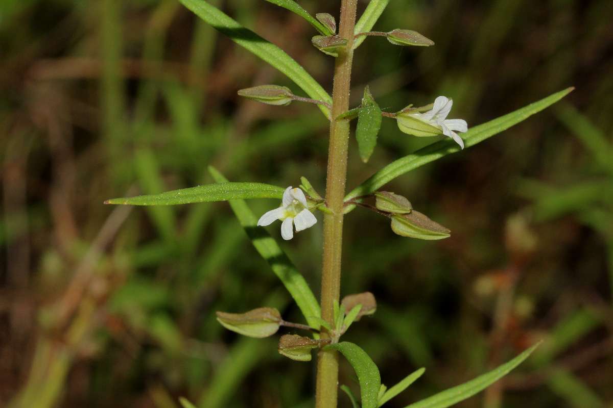 Bacopa floribunda