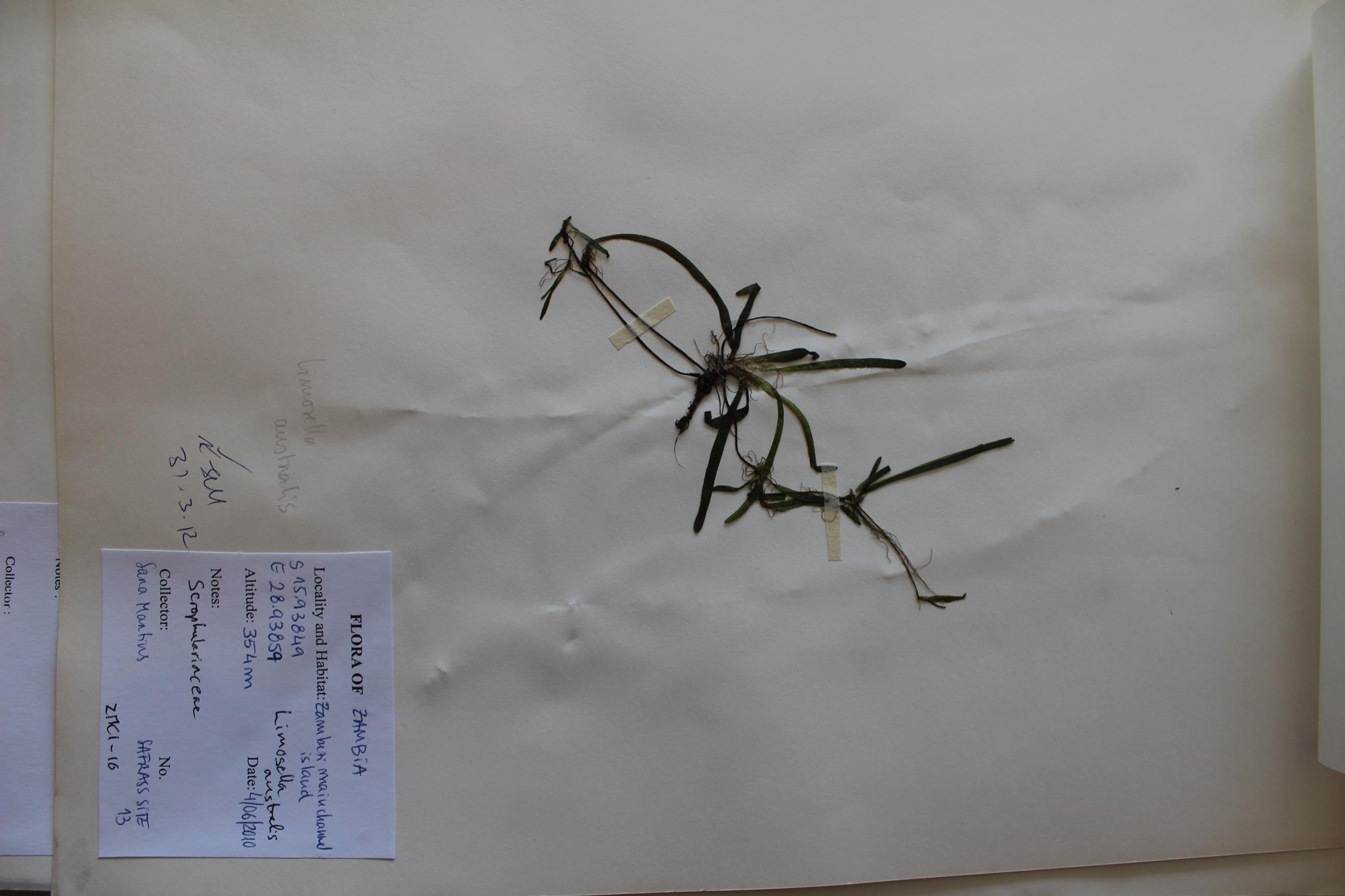 Limosella australis Limosella australis