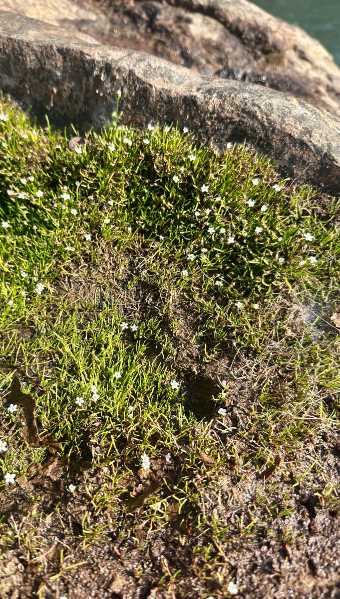 Limosella australis