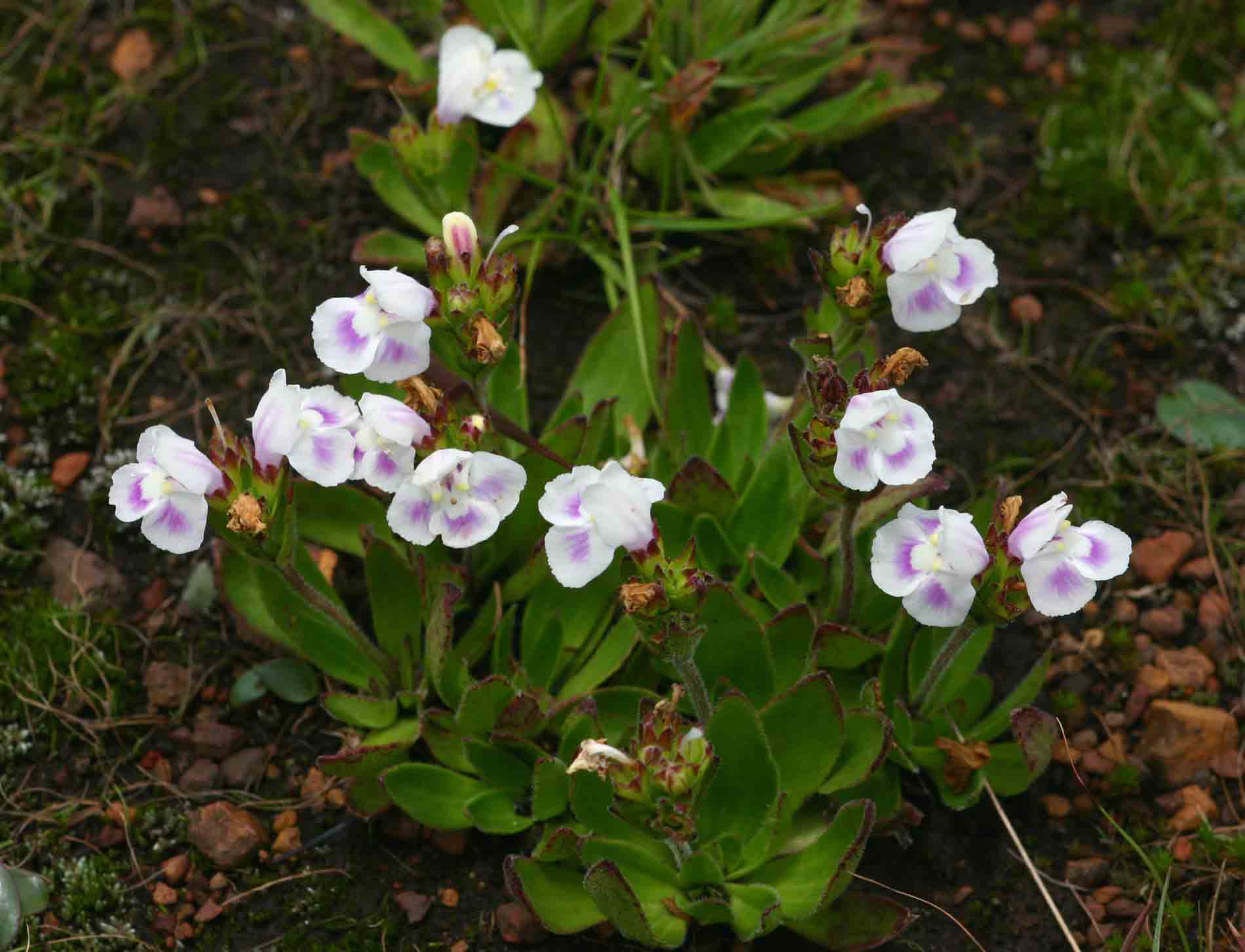 Craterostigma lanceolatum Craterostigma lanceolatum