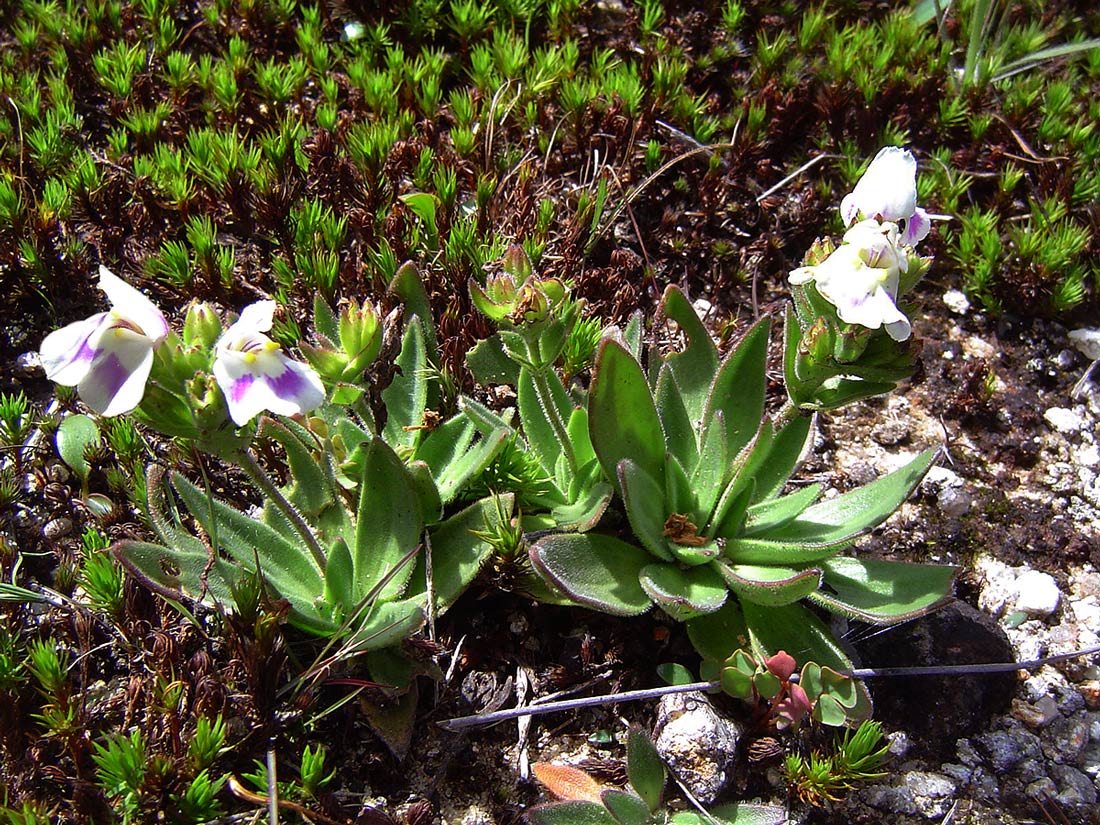Craterostigma lanceolatum