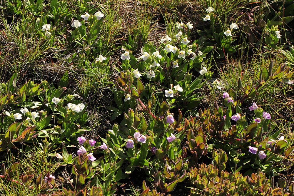 Craterostigma lanceolatum
