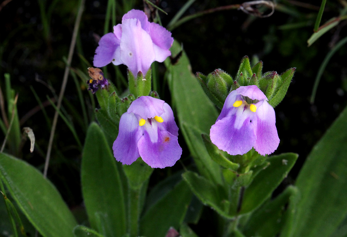 Craterostigma lanceolatum Craterostigma lanceolatum