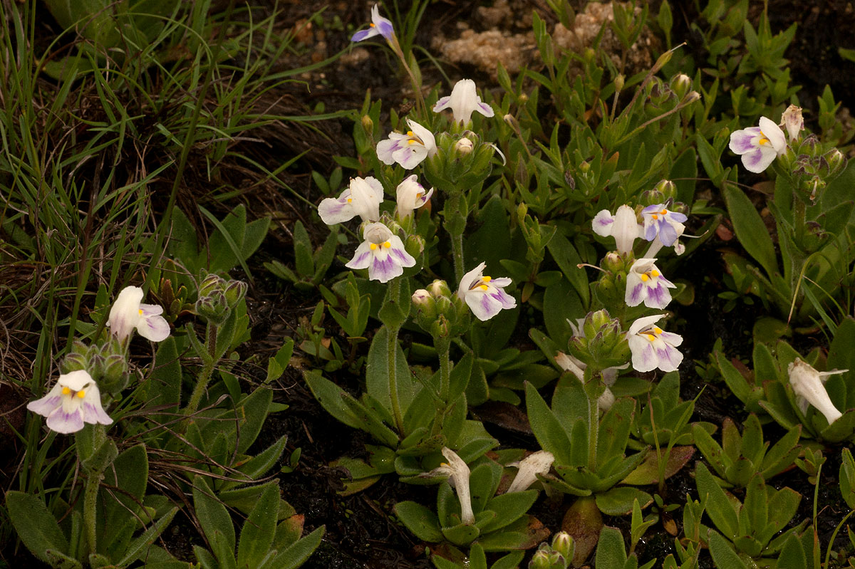 Craterostigma lanceolatum Craterostigma lanceolatum