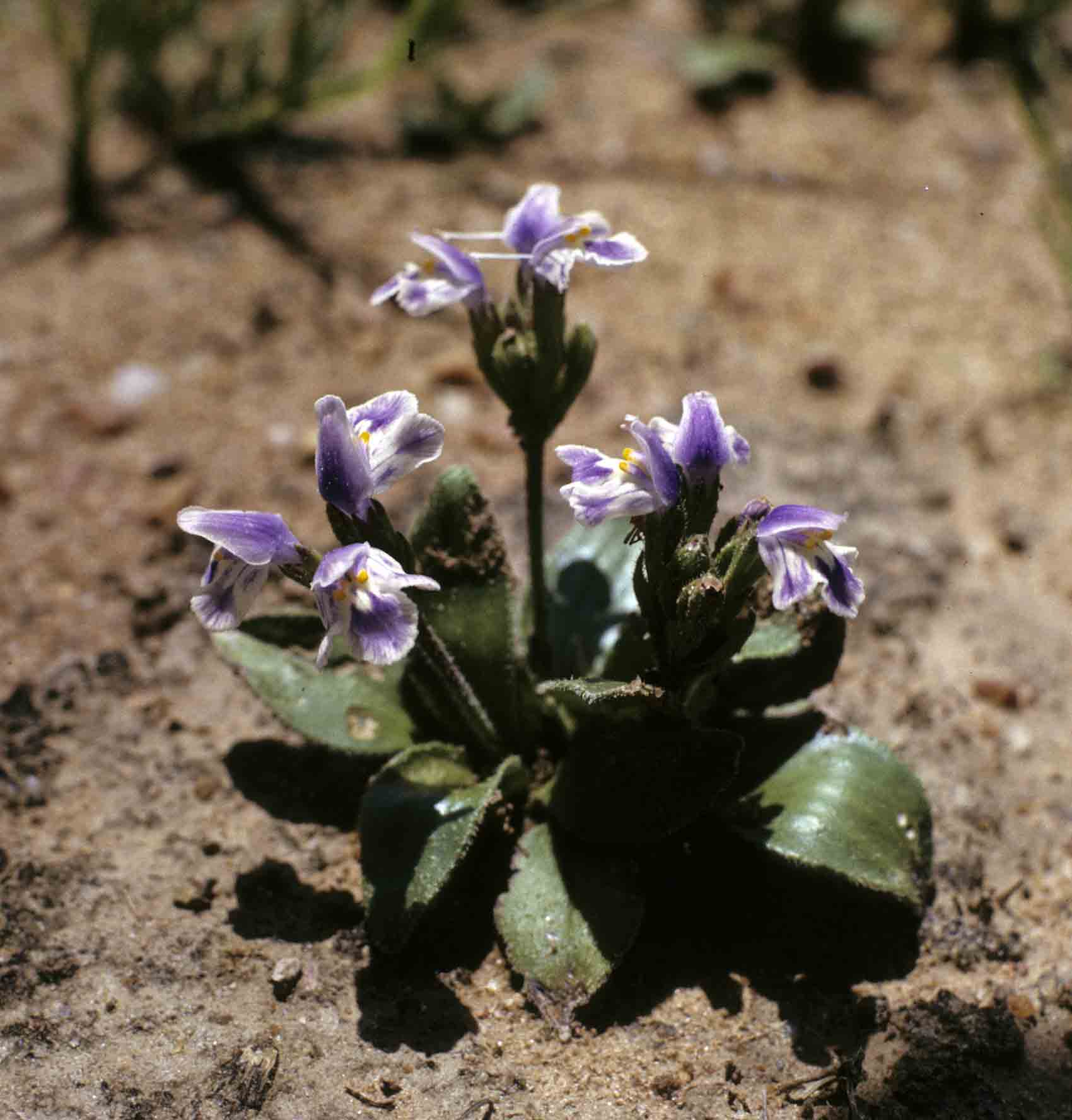 Craterostigma plantagineum Craterostigma plantagineum