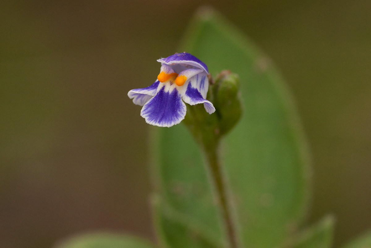 Craterostigma plantagineum