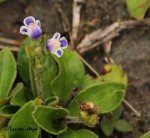 Craterostigma plantagineum