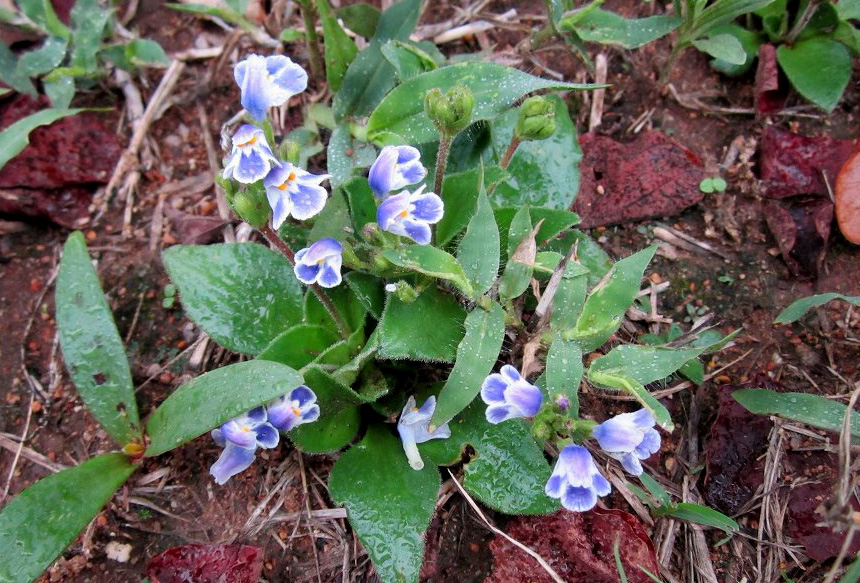 Craterostigma plantagineum