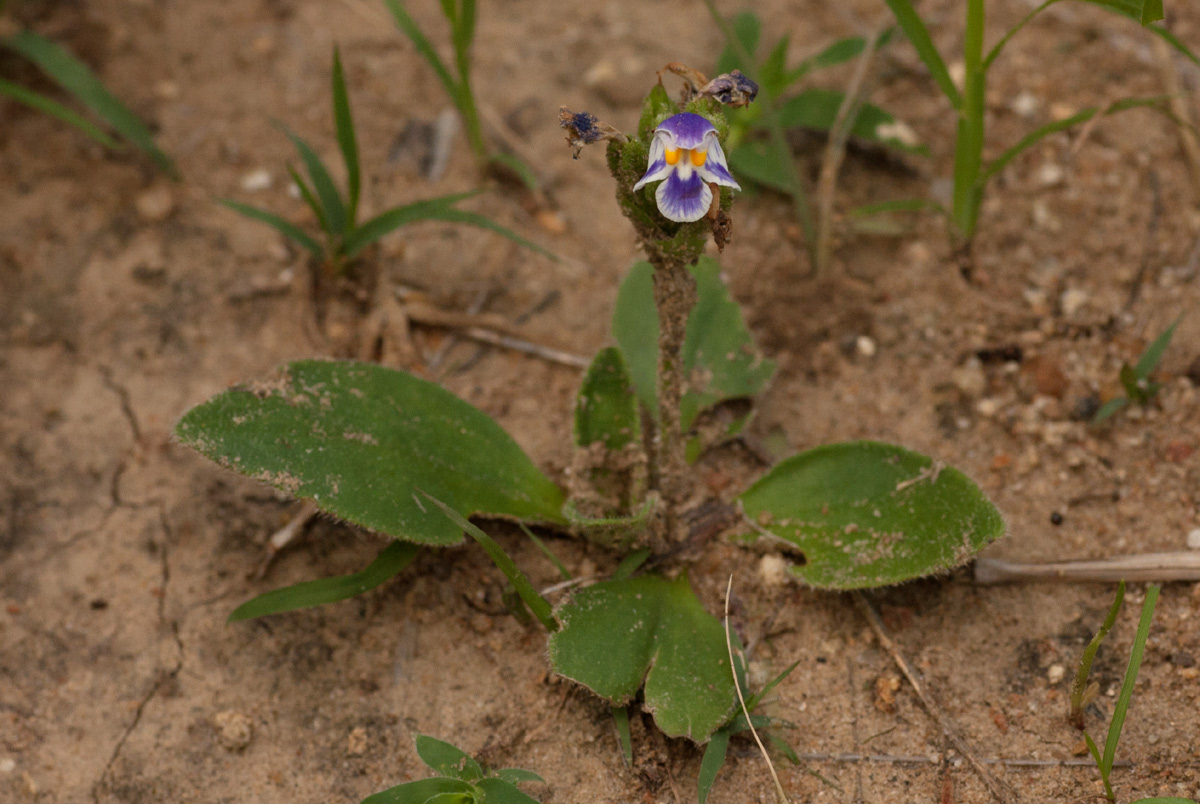 Craterostigma plantagineum