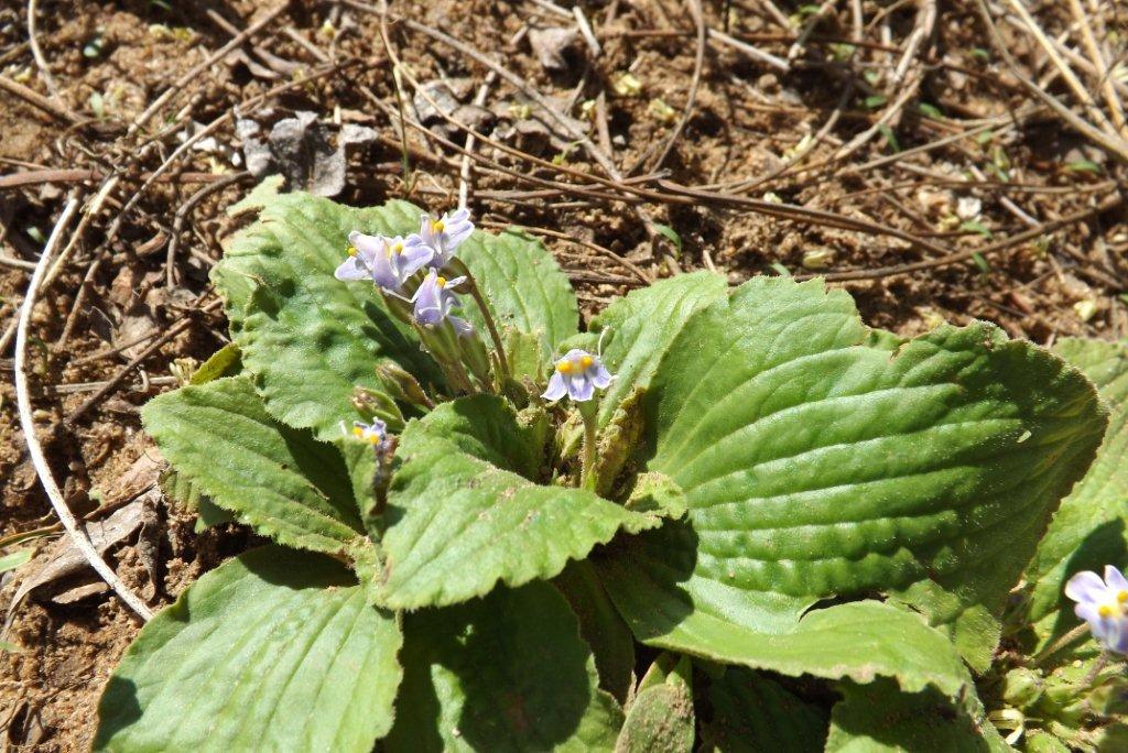 Craterostigma pumilum
