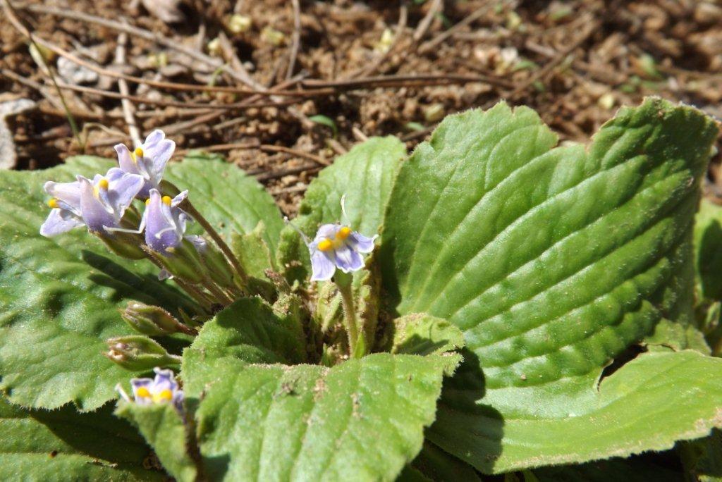 Craterostigma pumilum Craterostigma pumilum