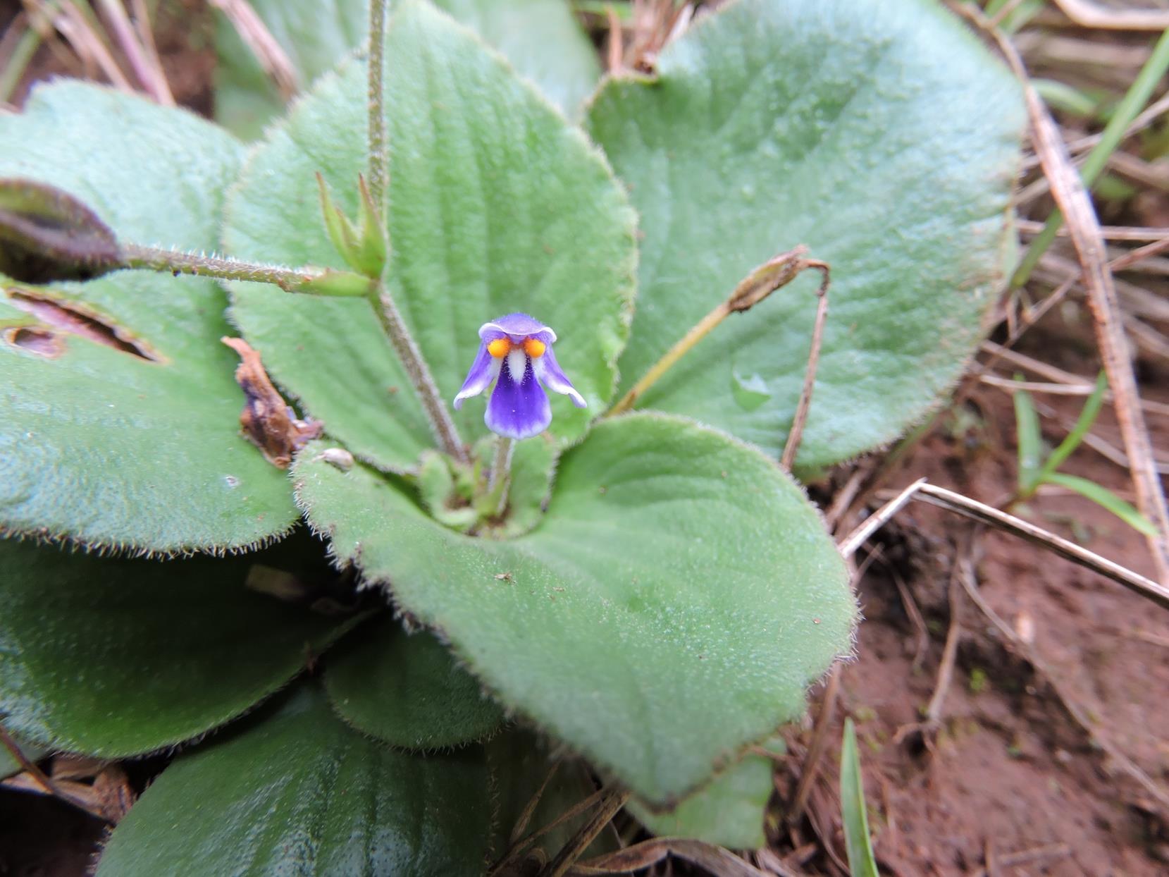 Craterostigma pumilum