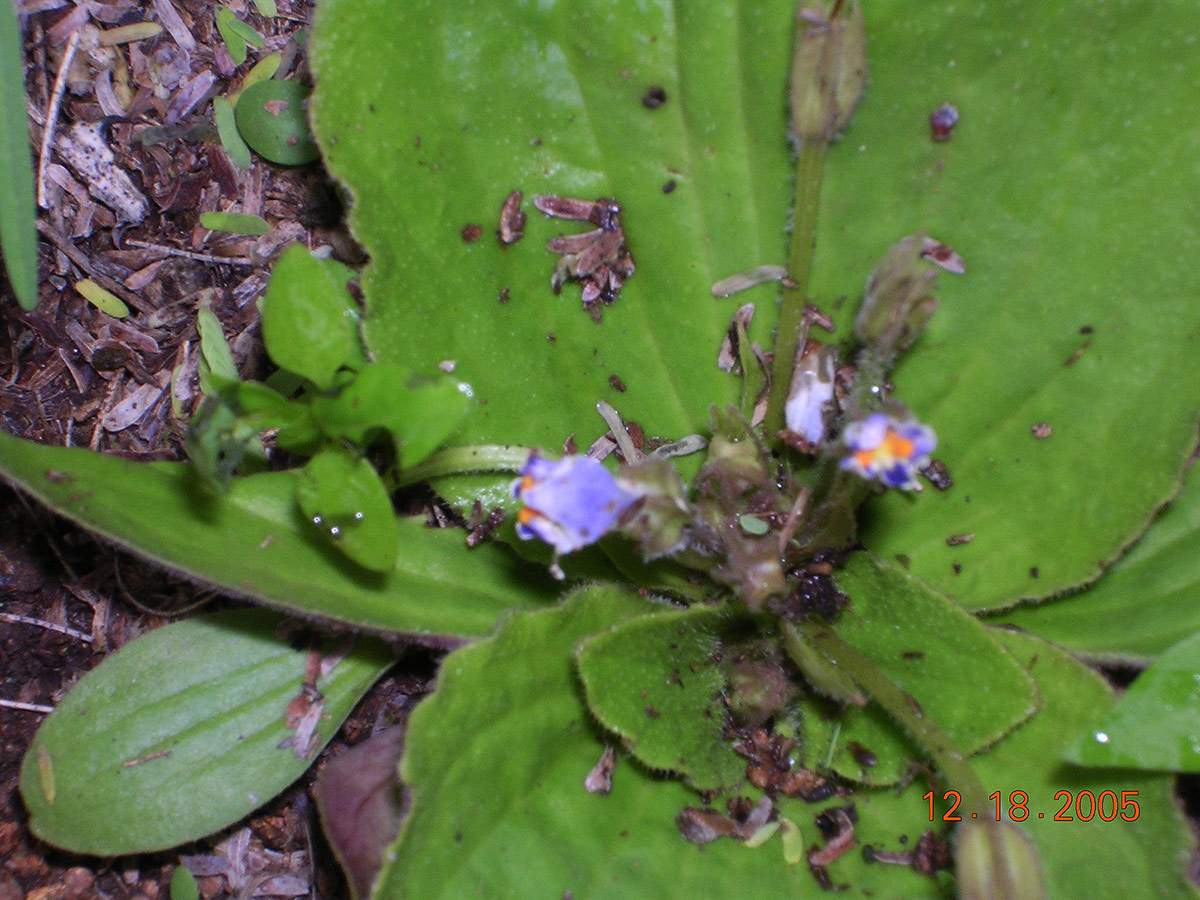 Craterostigma pumilum Craterostigma pumilum