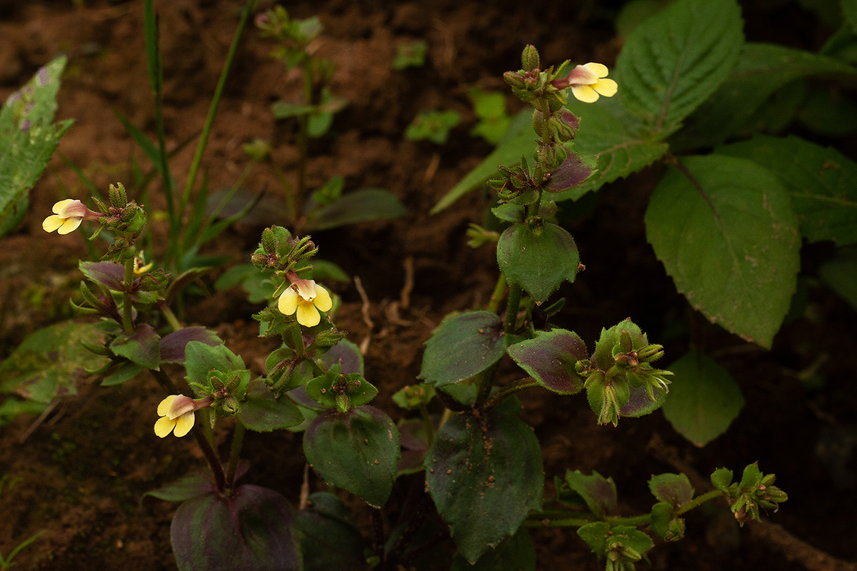 Crepidorhopalon rupestris