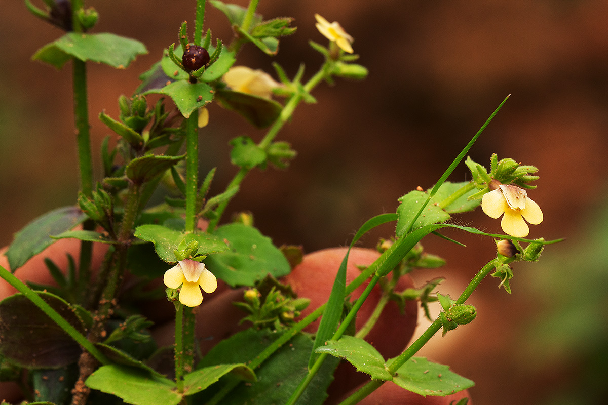 Crepidorhopalon rupestris