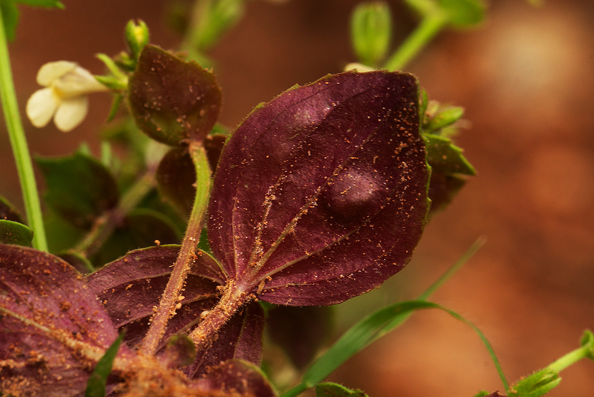 Crepidorhopalon rupestris