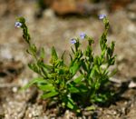 Crepidorhopalon spicatus