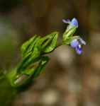 Crepidorhopalon spicatus