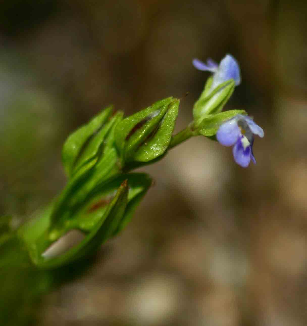 Crepidorhopalon spicatus