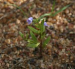 Crepidorhopalon spicatus