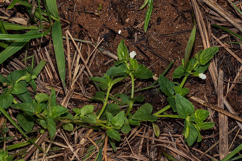 Torenia thouarsii
