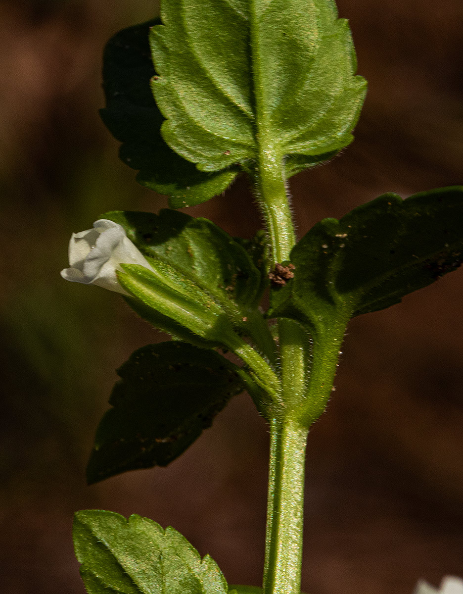 Torenia thouarsii
