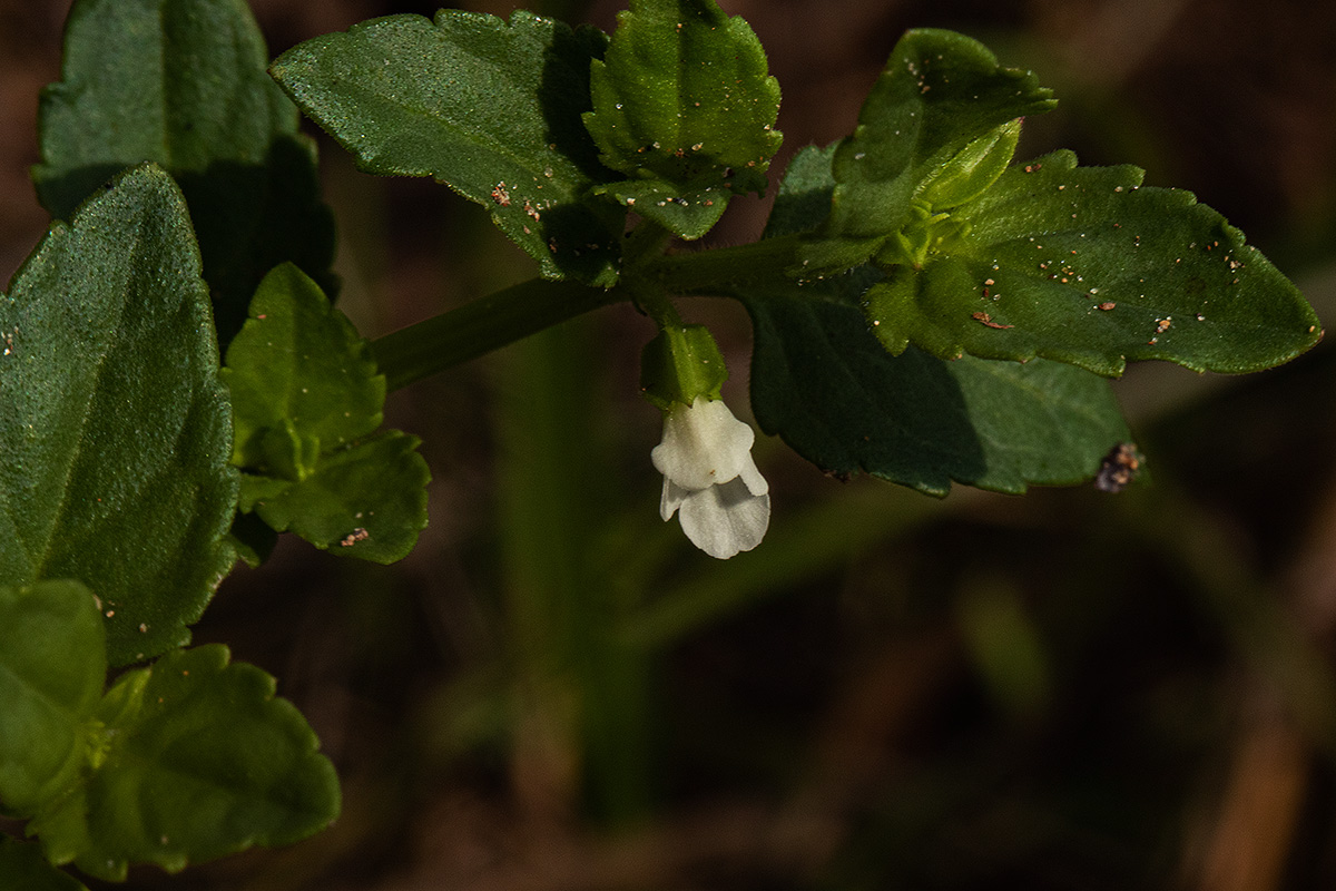 Torenia thouarsii