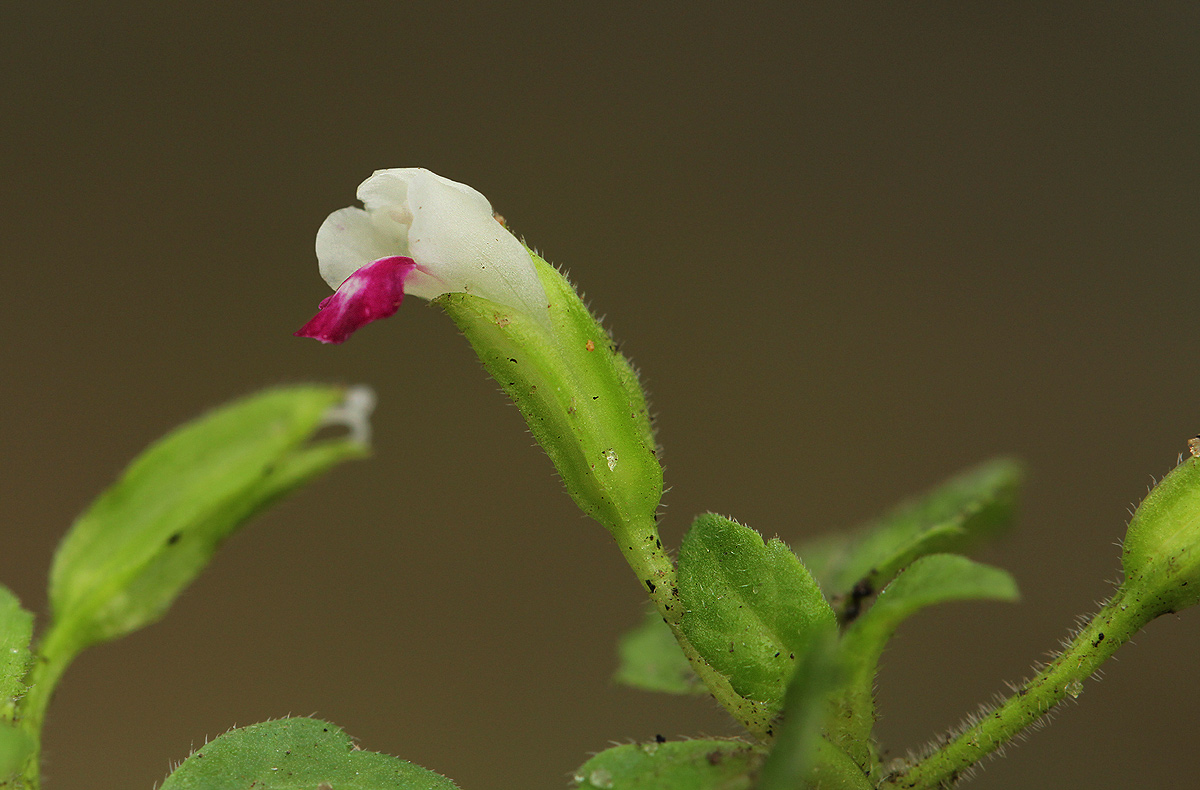 Torenia thouarsii