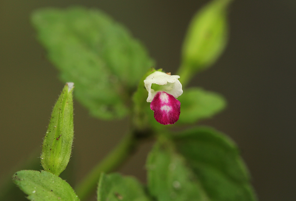 Torenia thouarsii