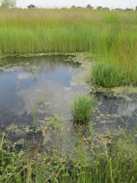 Lindernia conferta Lindernia conferta