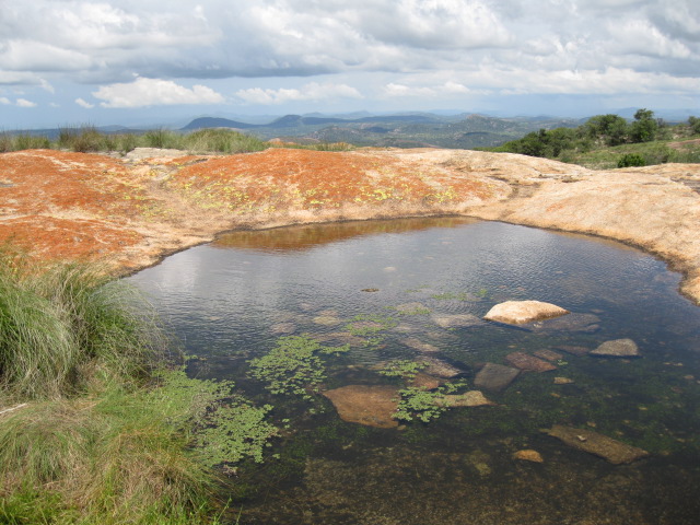 Lindernia conferta Lindernia conferta