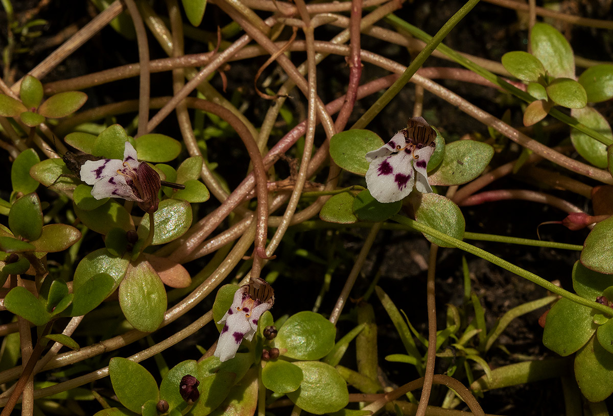 Lindernia conferta