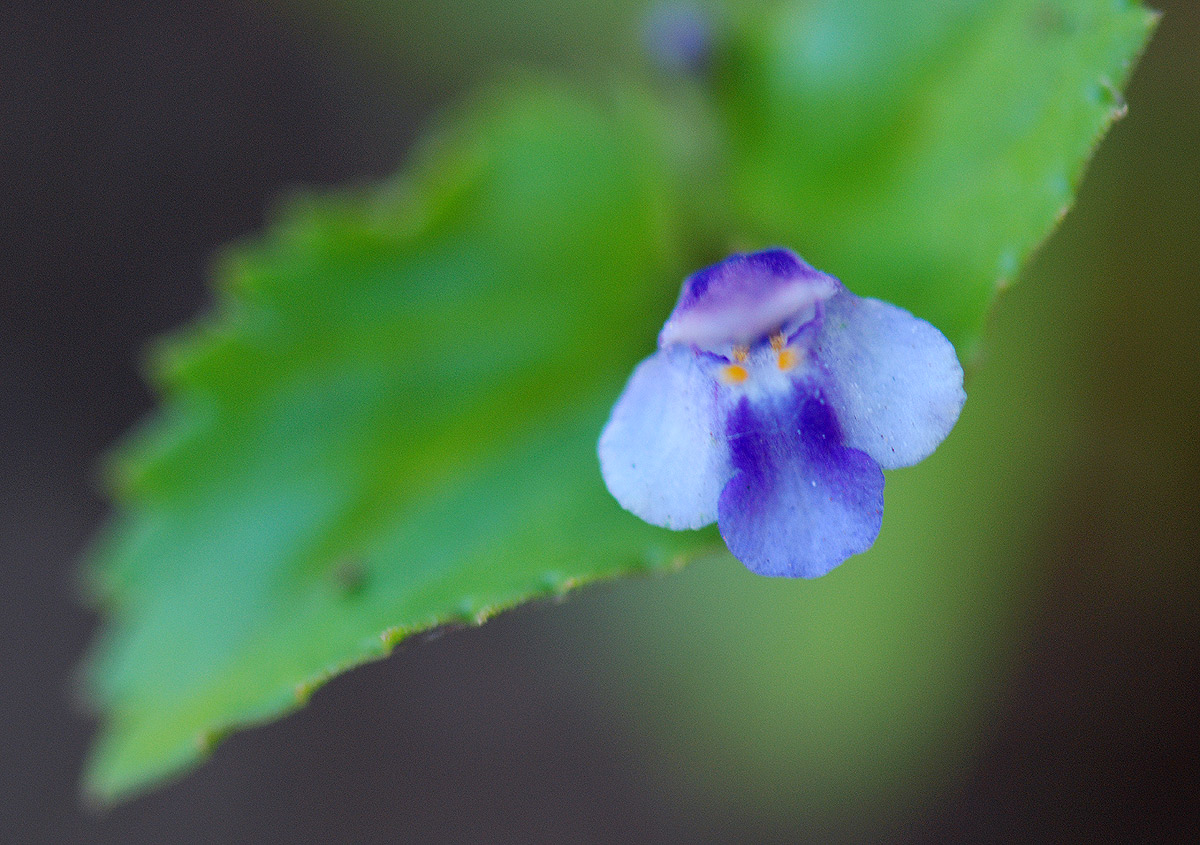 Craterostigma nummulariifolium