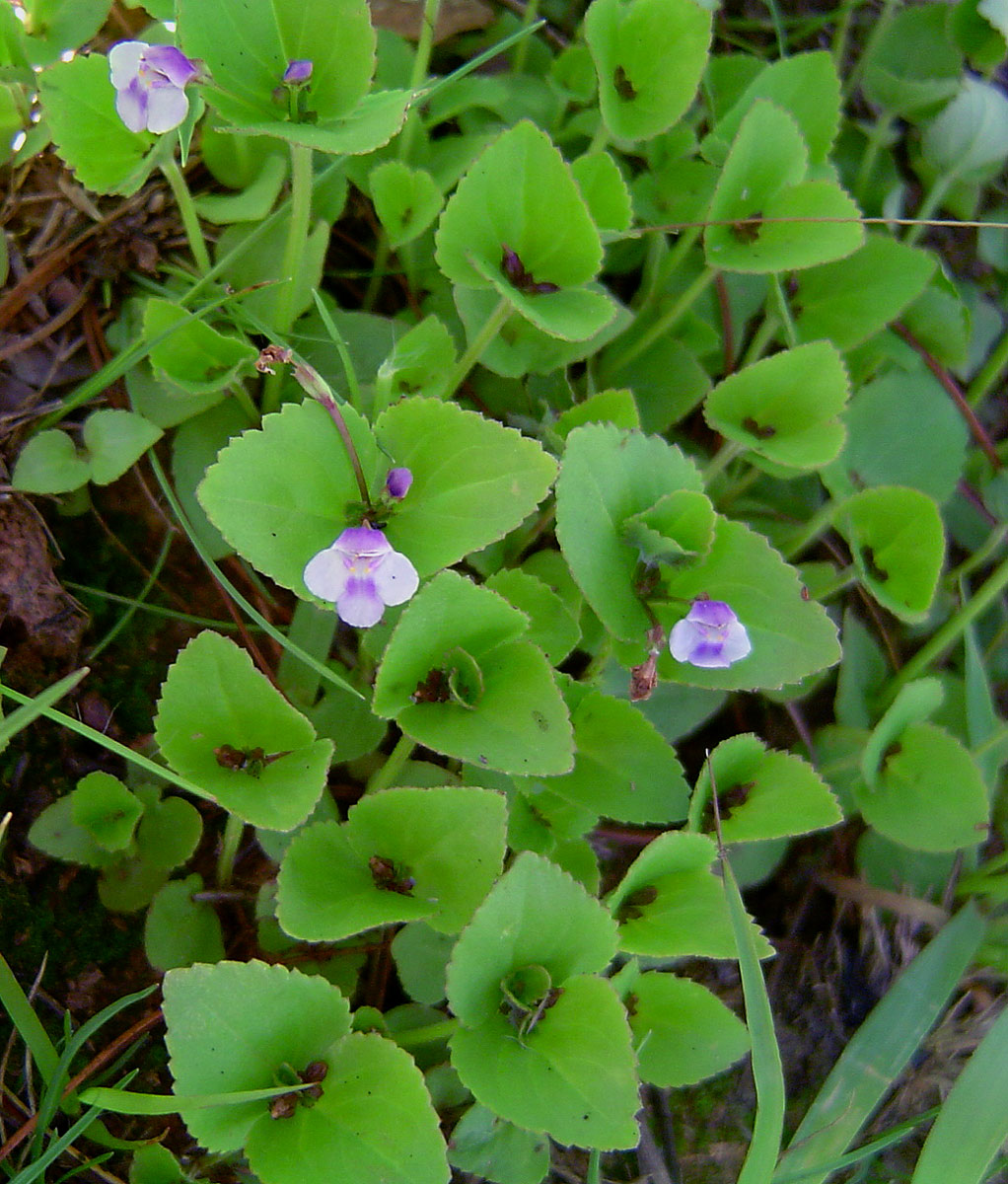 Craterostigma nummulariifolium Craterostigma nummulariifolium